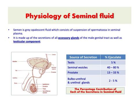 liquide seminal|Semen: Fluid, Production, Storage & Composition